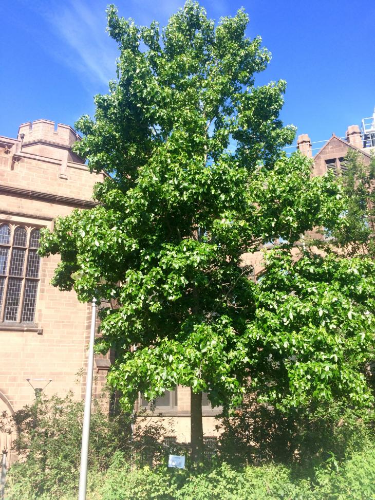 American Sweetgum | Yale Nature Walk