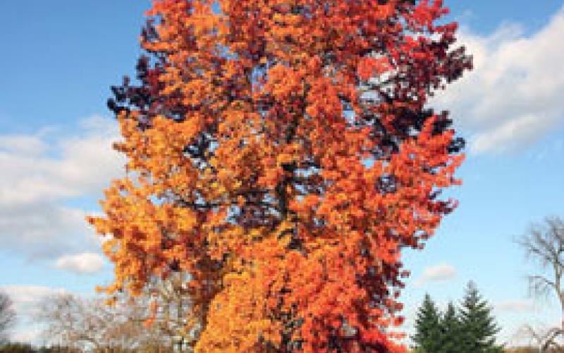 American Sweetgum | Yale Nature Walk