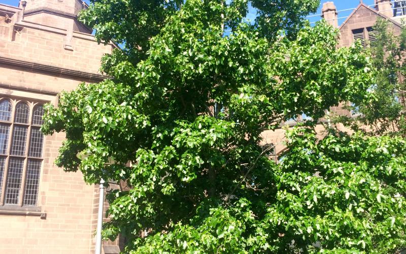 American Sweetgum | Yale Nature Walk