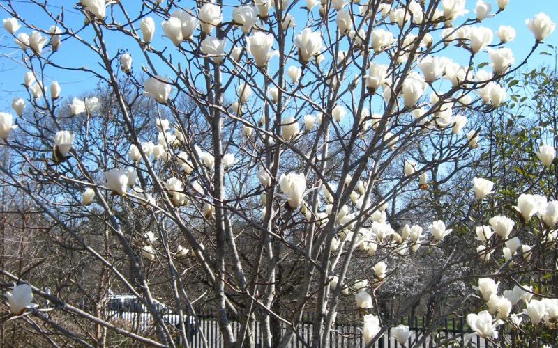 Sweetbay Magnolia | Yale Nature Walk