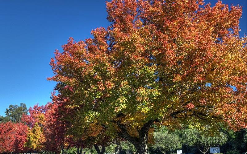 American Sweetgum | Yale Nature Walk