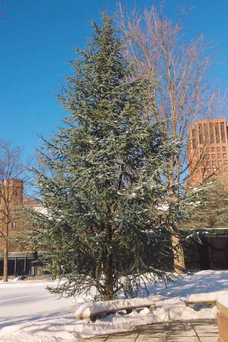 Blue Atlas Cedar Yale Nature Walk