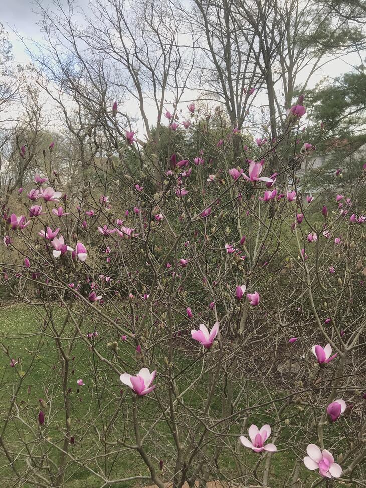 Saucer magnolia, early blooms