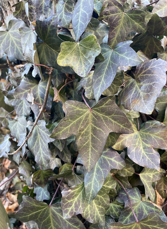 Ivy Flower, Hedera helix, English Ivy