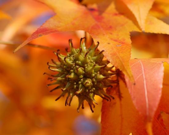 American Sweetgum | Yale Nature Walk