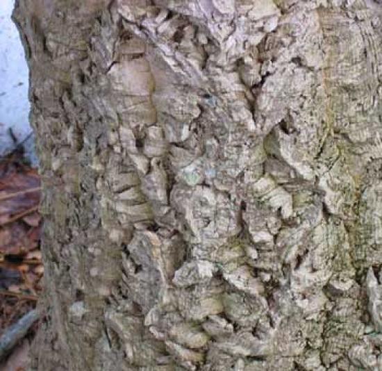 Amur Cork | Yale Nature Walk