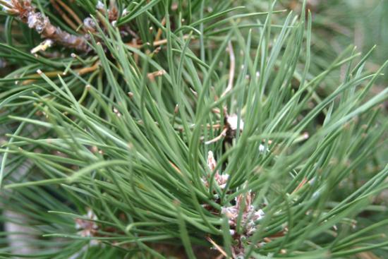 Austrian Pine | Yale Nature Walk