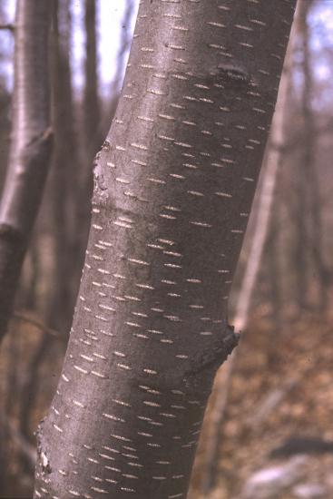 the long dark birch sapling