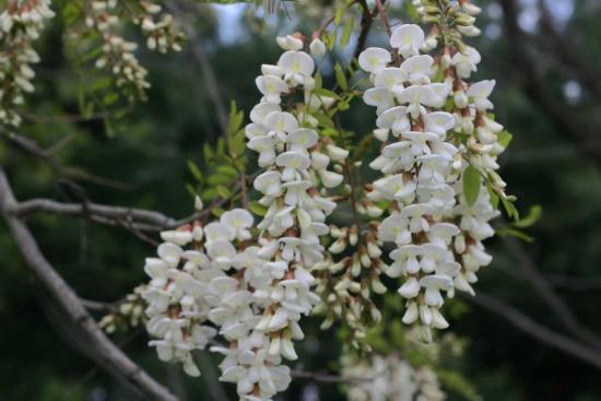black locust tree flowers