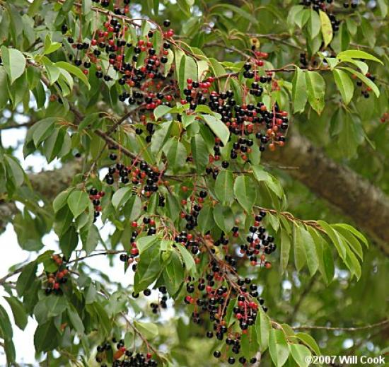 cherry tree poisonous dogs