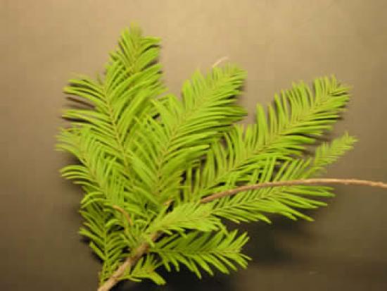 bald cypress tree leaf identification