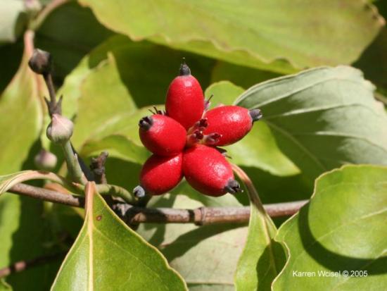 are kousa dogwood berries poisonous
