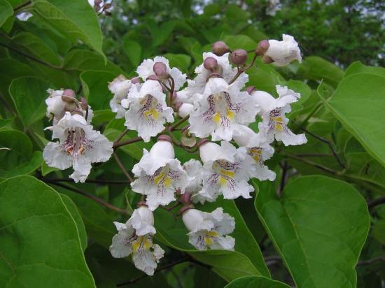 Southern Catalpa bignonioides Tree Seeds White Flower Show Bonsai or Standard 