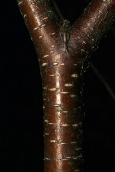 the long dark birch sapling