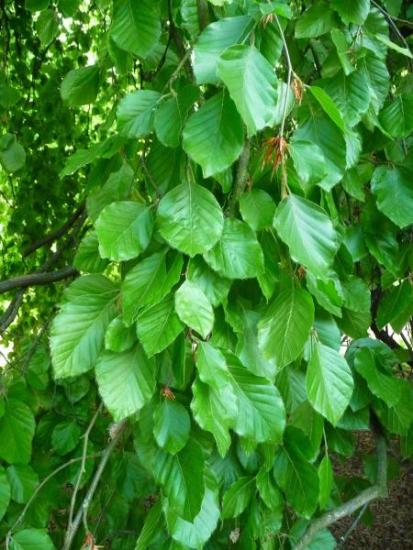 Weeping Beech | Yale Nature Walk