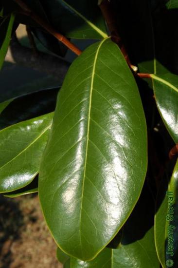 Image result for magnolia tree leaf