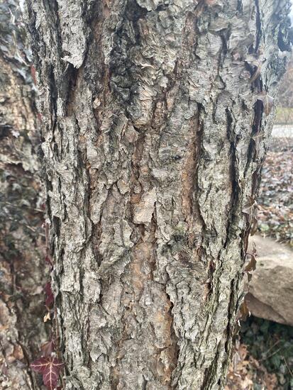 Why Does Birch Tree Bark Peel Off?