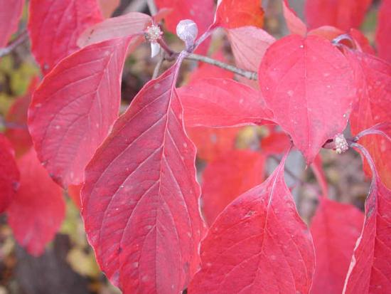 Flowering dogwood deals leaves