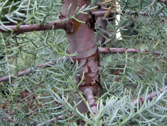 arizona cypress tree texas