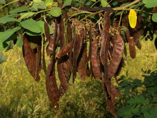 Black Locust False Acacia Yale Nature Walk   Robinia Pseudoacacia Seed Pods 