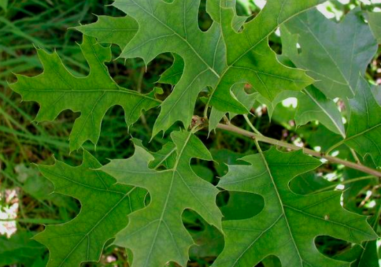 Pin Oak | Yale Nature Walk