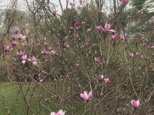 Saucer magnolia, early blooms