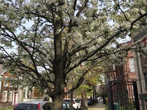 Tree with a small trunk circumference, many long branches, and tiny white flowers