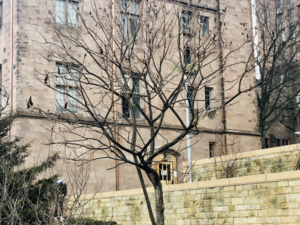 Staghorn sumac outside of Kroon Hall, home to the Yale School of the Environment